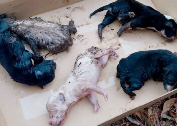 Conmoción en Gondomar tras aparecer 15 cachorros, 10 de ellos muertos, tirados junto al río