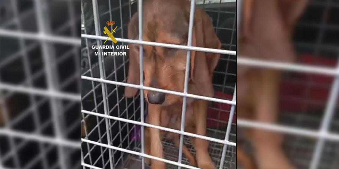 Final feliz para la vida un perro desaparecido desde febrero y localizado con graves heridas
