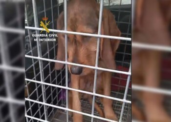 Final feliz para la vida un perro desaparecido desde febrero y localizado con graves heridas