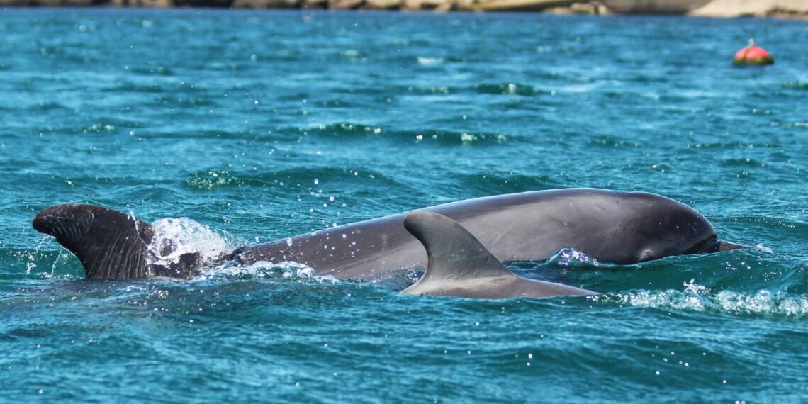 Piden que no se moleste a dos delfines solitarios que se encuentran en las Rías Baixas