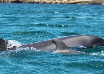 Piden que no se moleste a dos delfines solitarios que se encuentran en las Rías Baixas