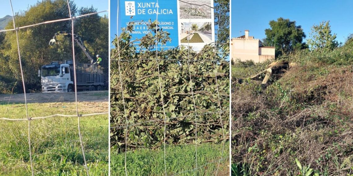 Denuncian la tala de árboles en Navia y aseguran que Vigo "non soporta xa máis arboricidio"