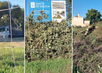 Denuncian la tala de árboles en Navia y aseguran que Vigo "non soporta xa máis arboricidio"