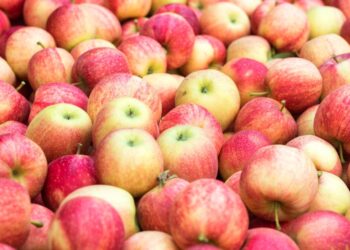 Concurso de postres, música y sidra para disfrutar de la Festa da Mazá de Vigo