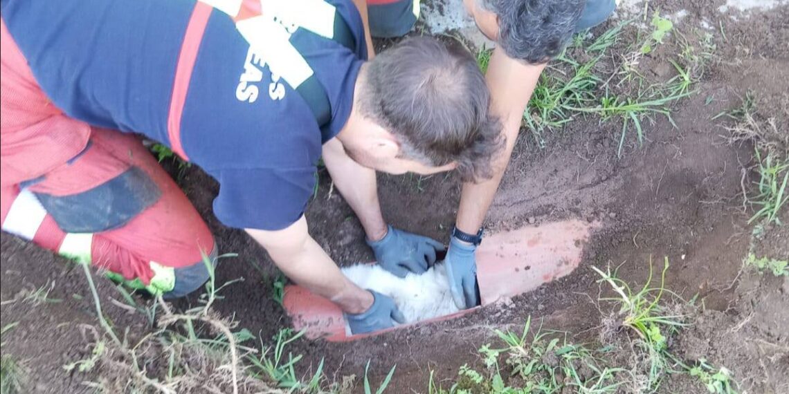 Salvan a una perra en Ponteareas que quedó misteriosamente atrapada en una tubería