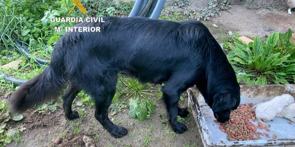 Investigada una vecina de Gondomar por la aparición de diez cachorros ahogados en un río