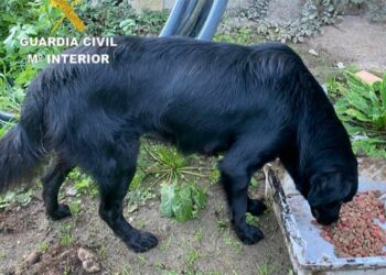 Investigada una vecina de Gondomar por la aparición de diez cachorros ahogados en un río