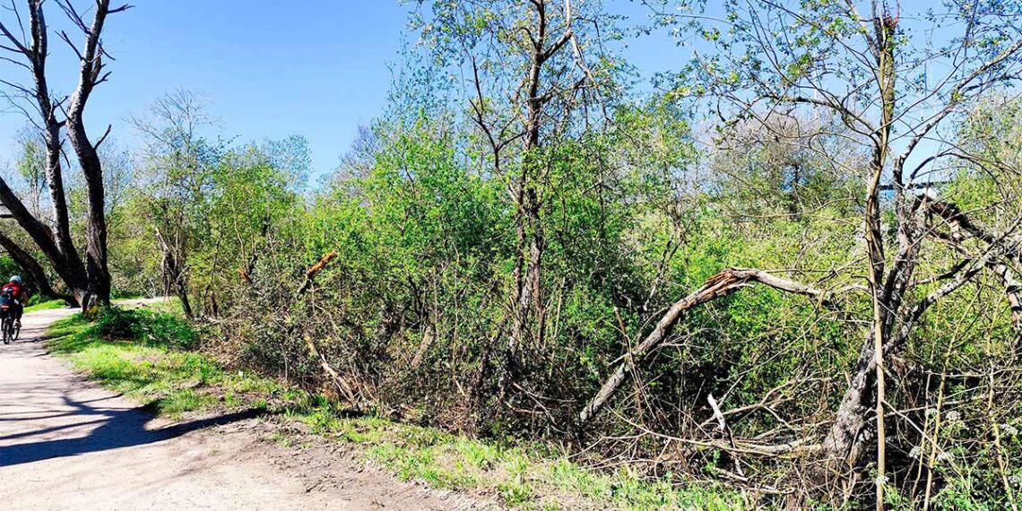 Nueva actuación en el paseo del Lagares, Vigo inicia la retirada de los árboles caídos por el temporal