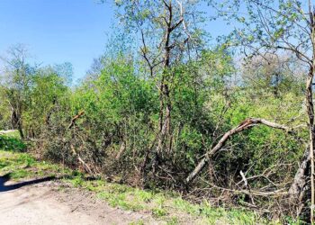 Nueva actuación en el paseo del Lagares, Vigo inicia la retirada de los árboles caídos por el temporal