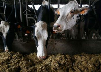 Galicia cancela las ferias, concursos y certámenes de ganado por la dermatosis nodular contagiosa