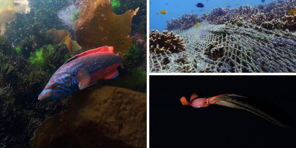 La Semana de Cine Submarino de la UVigo ofrece más de una decena de proyecciones gratis en la ciudad