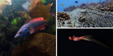 La Semana de Cine Submarino de la UVigo ofrece más de una decena de proyecciones gratis en la ciudad