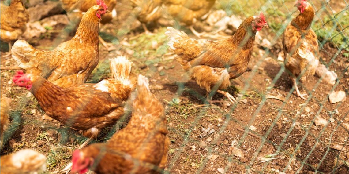 Obligan a confinar las gallinas de varios municipios del área de Vigo por el riesgo de gripe aviar