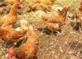 Obligan a confinar las gallinas de varios municipios del área de Vigo por el riesgo de gripe aviar