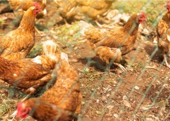 Obligan a confinar las gallinas de varios municipios del área de Vigo por el riesgo de gripe aviar