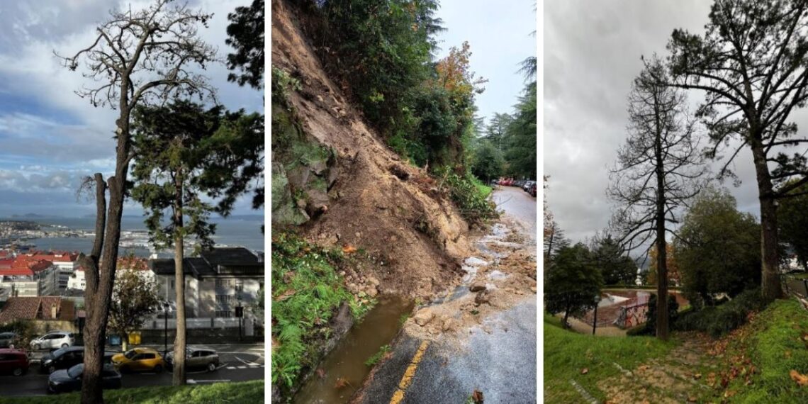 Detectan 13 árboles muertos en O Castro y el Concello de Vigo promete plantar 25 nuevas especies