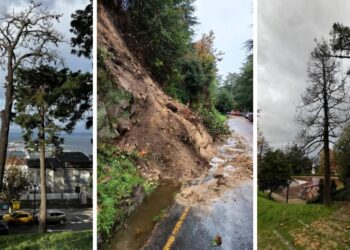 Detectan 13 árboles muertos en O Castro y el Concello de Vigo promete plantar 25 nuevas especies