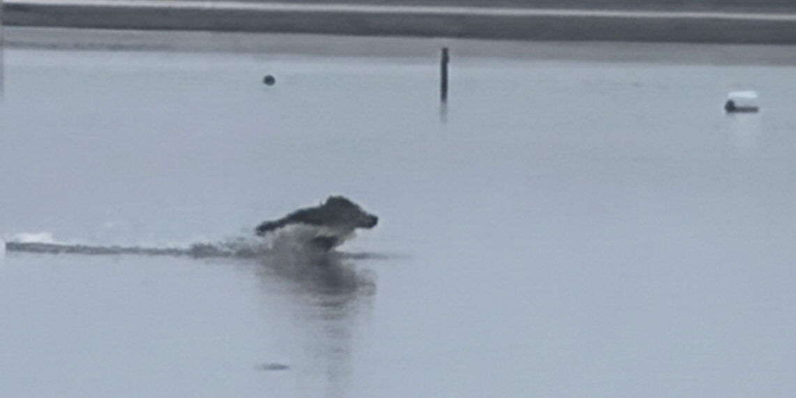 Un "jabalí acuático" nadando y saltando sorprende en las Rías Baixas a las mariscadoras