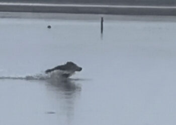Un "jabalí acuático" nadando y saltando sorprende en las Rías Baixas a las mariscadoras