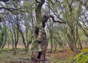 El mágico bosque de sobreiras centenarias a un paso de Vigo descubre sus leyendas con esta visita guiada