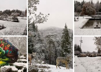 La nieve convierte la Floresta Encantada en uno de los escenarios más bonitos cerca de Vigo