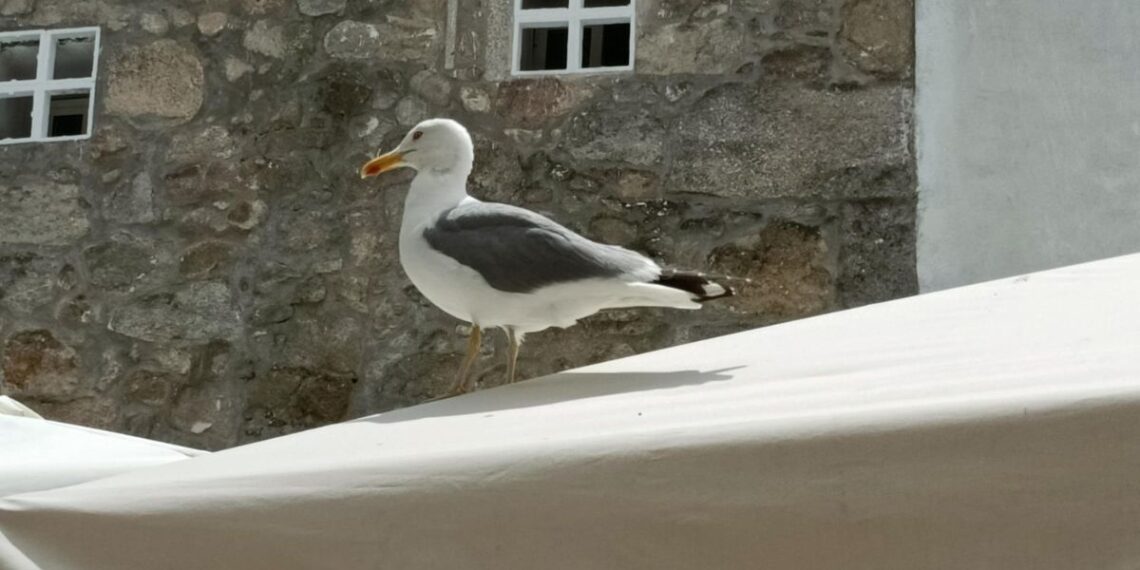 Detectado un nuevo foco de gripe aviar en el área de Vigo