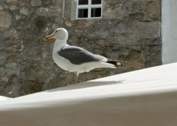 Detectado un nuevo foco de gripe aviar en el área de Vigo
