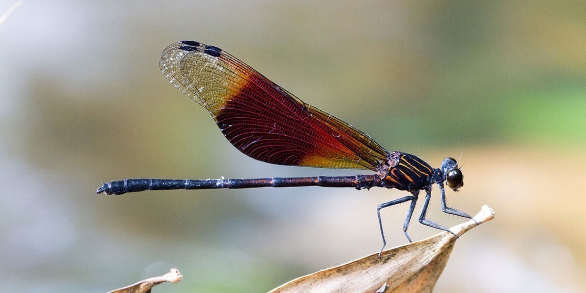 A UVigo lidera unha investigación sobre a influencia dos conflitos sexuais na evolución dos insectos