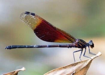 A UVigo lidera unha investigación sobre a influencia dos conflitos sexuais na evolución dos insectos