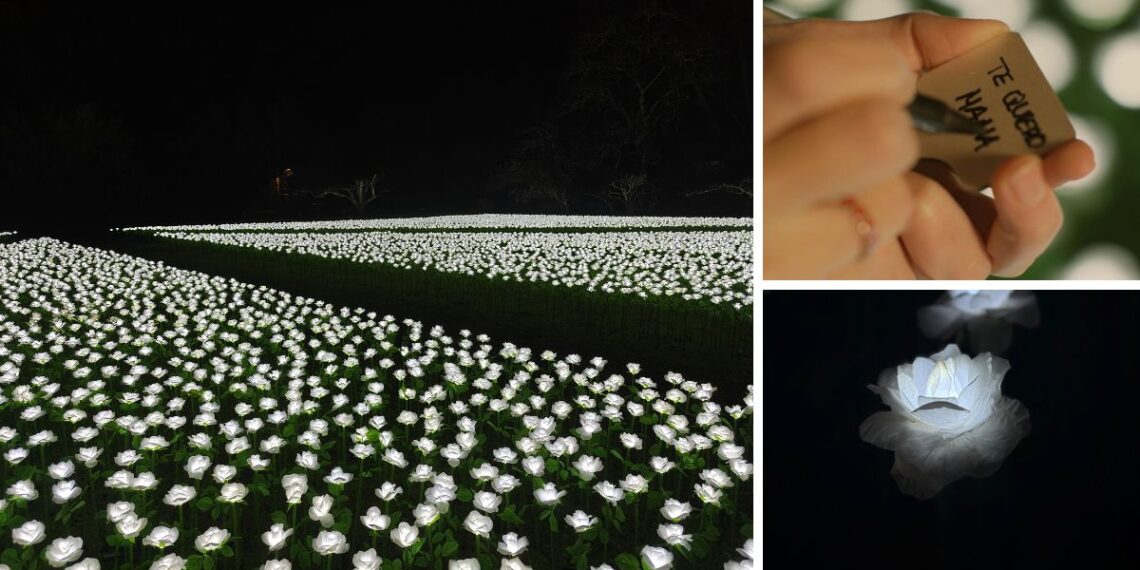 Abre en Galicia un enorme 'jardín infinito' de 20.000 rosas iluminadas que podrás dedicar