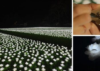 Abre en Galicia un enorme 'jardín infinito' de 20.000 rosas iluminadas que podrás dedicar