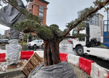 Vigo hace realidad la "oliveira dos cen anos" con un homenaje en Balaídos