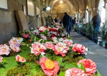 El claustro de la Catedral de Tui se llena de camelias en un evento clásico del invierno