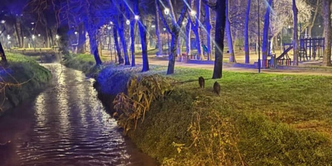 Alertan en Vigo de la presencia de jabalíes "muy grandes" en la zona de Castrelos: "Fue flipante"