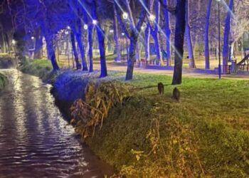 Alertan en Vigo de la presencia de jabalíes "muy grandes" en la zona de Castrelos: "Fue flipante"