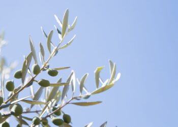 AOVE 'made in' Galicia, una apuesta por los olivos que llegará al área de Vigo