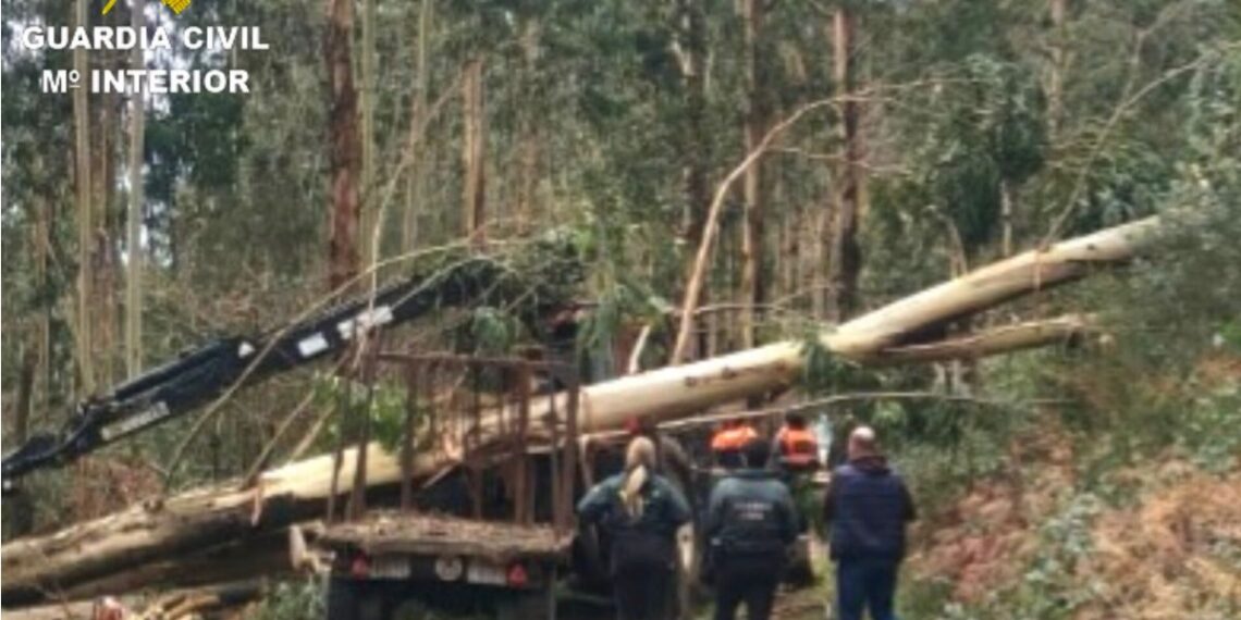 Muere un hombre en Soutomaior tras caerle encima un árbol que estaba talando