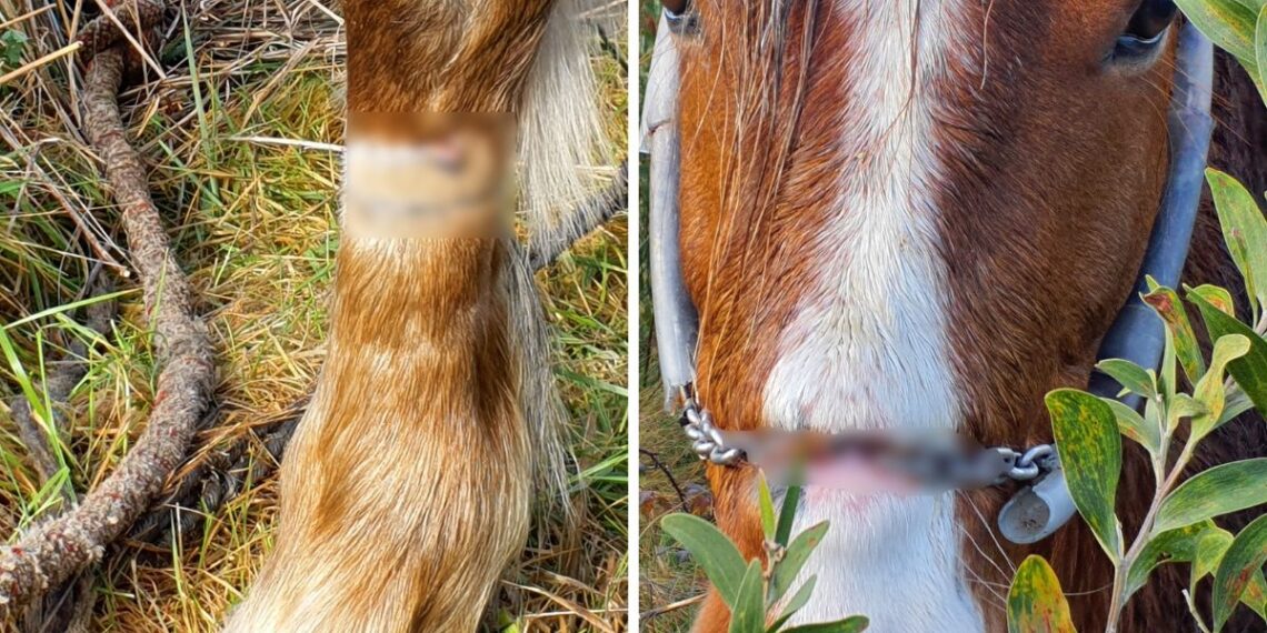 Investigan a un vigués tras encontrar un caballo con importantes heridas, desde la pata al hocico