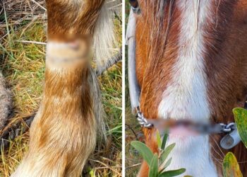 Investigan a un vigués tras encontrar un caballo con importantes heridas, desde la pata al hocico