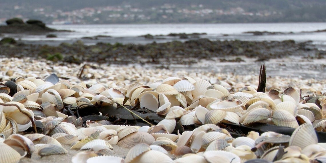Las fuertes lluvias y descenso de salinidad en las rías gallegas podrían traer una crisis marisquera