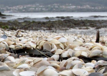 Las fuertes lluvias y descenso de salinidad en las rías gallegas podrían traer una crisis marisquera