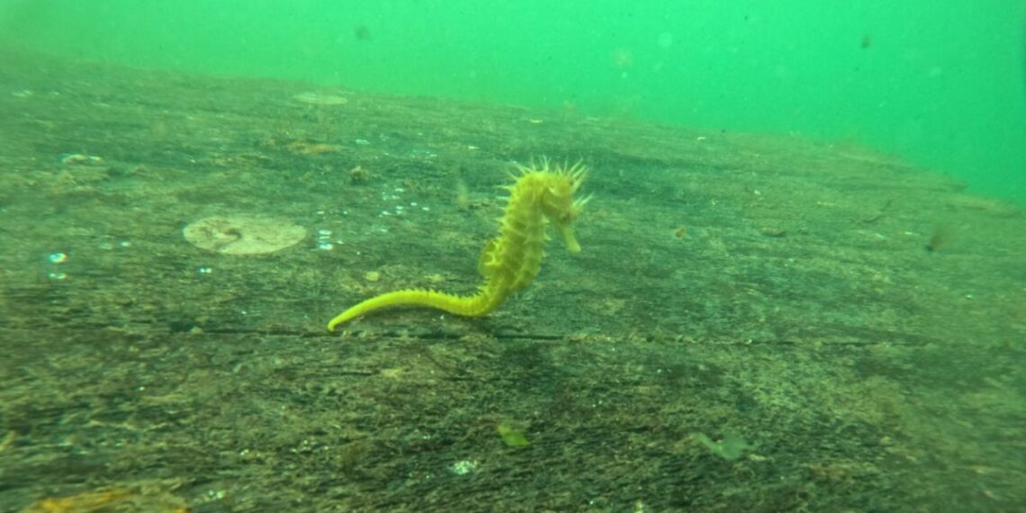 Vigo creará un arrecife artificial para atraer caballitos de mar a su litoral