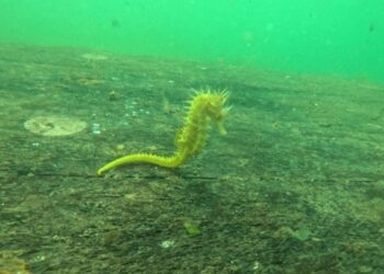 Vigo creará un arrecife artificial para atraer caballitos de mar a su litoral