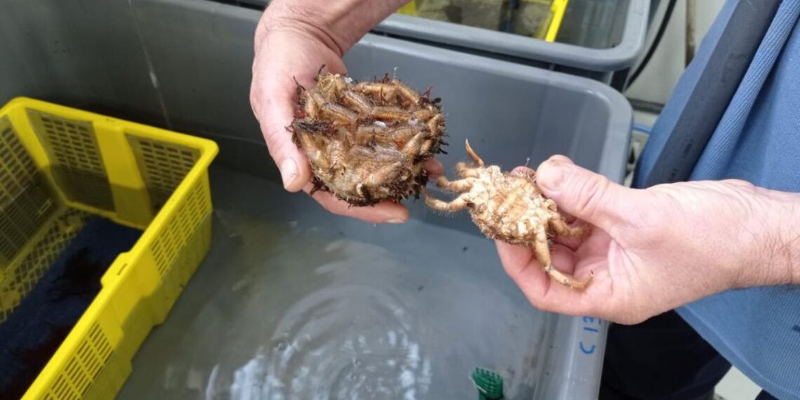 La UVigo logra un hito histórico en el cultivo de centolla en España