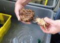 La UVigo logra un hito histórico en el cultivo de centolla en España