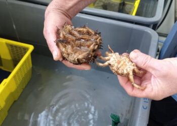 La UVigo logra un hito histórico en el cultivo de centolla en España
