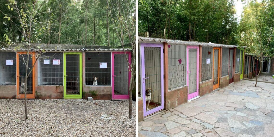 Así es la crítica situación de una protectora de perros en Vigo: "Se necesitan muchísimos voluntarios"