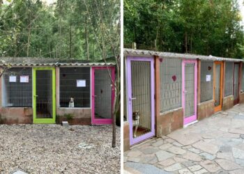 Así es la crítica situación de una protectora de perros en Vigo: "Se necesitan muchísimos voluntarios"