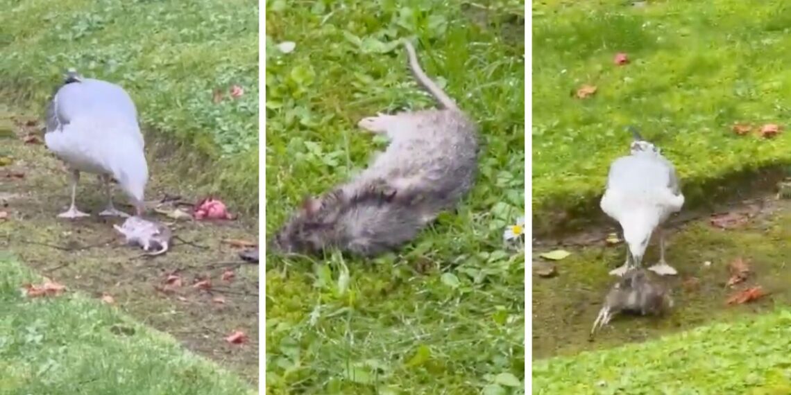 Denuncian la presencia de ratas muertas en la Alameda y el "abandono absoluto" del entorno