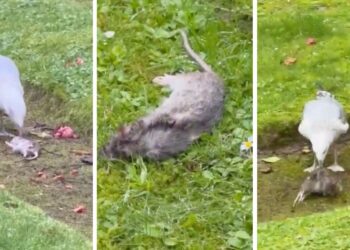 Denuncian la presencia de ratas muertas en la Alameda y el "abandono absoluto" del entorno